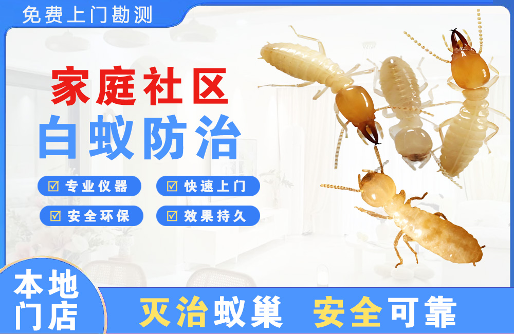 射阳家庭社区白蚁防治