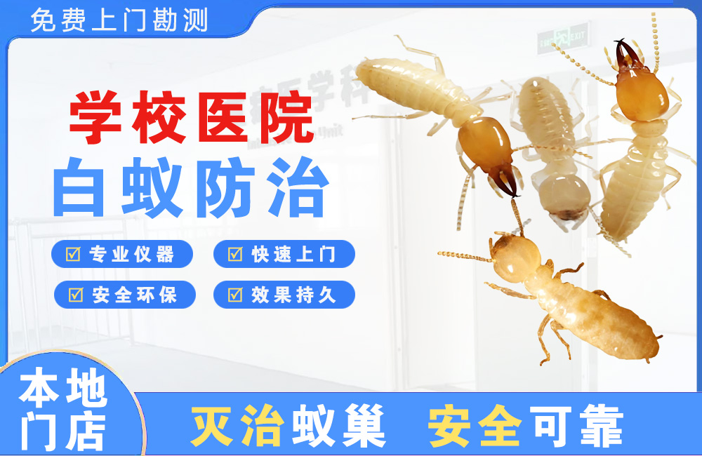 射阳学校医院白蚁防治